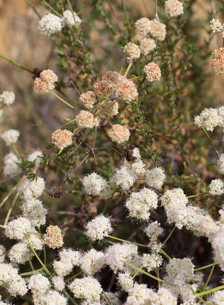 Close up photograph of white and cream flowers