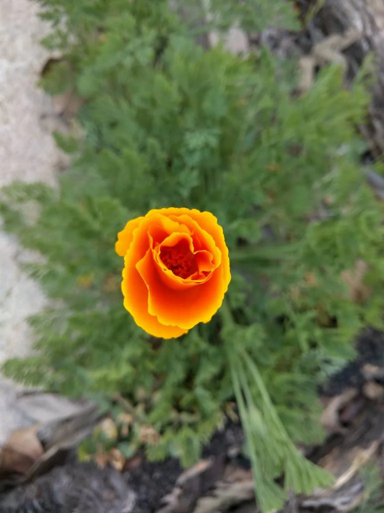 Close up photograph of a single orange poppy flower with green leaves behind.