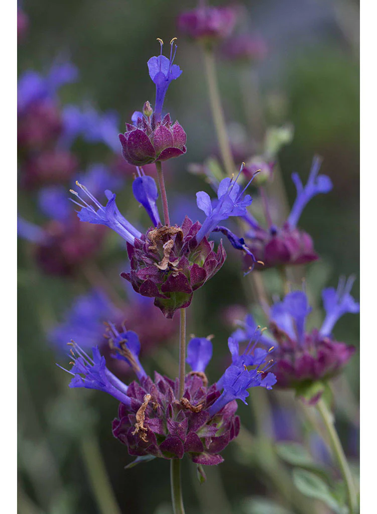 Close up photograph of bright violet/lavender colored flowers
