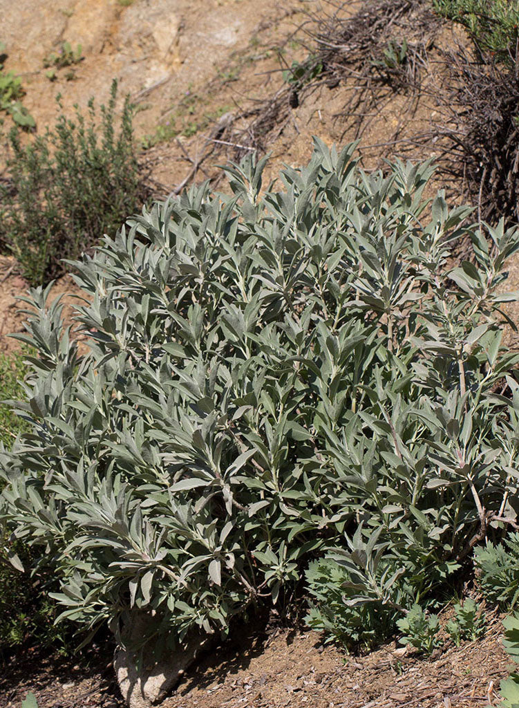 Photograph of white sage shrub with signature white foliage