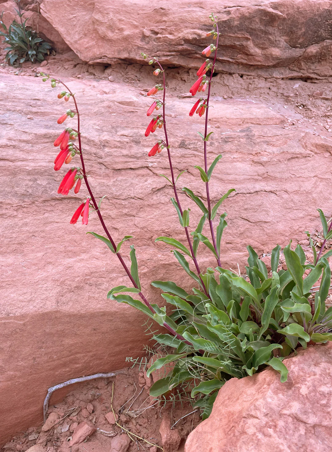 Photograph of small green shrub with long burgundy stems that have bright red cylindical shaped flowers.