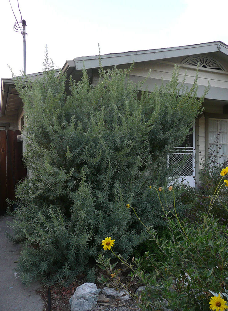 Photograph of 8 ft tall green bush