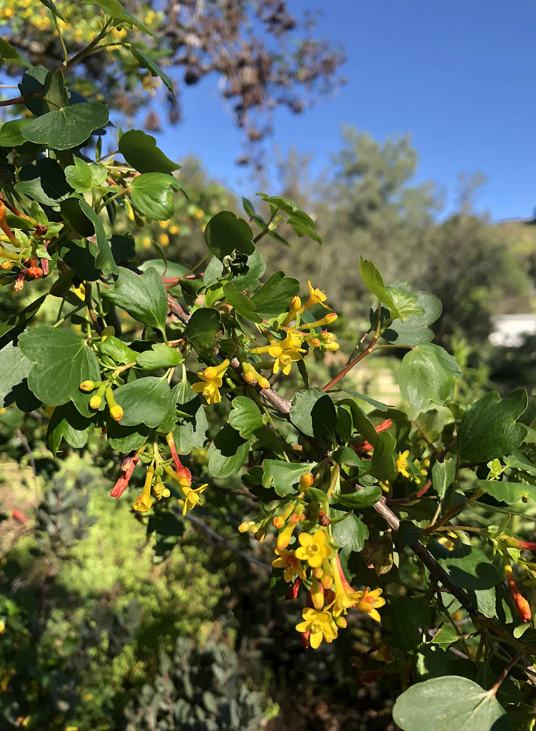 Photograph of golden currant branch with green leaves and red and yellow flowers