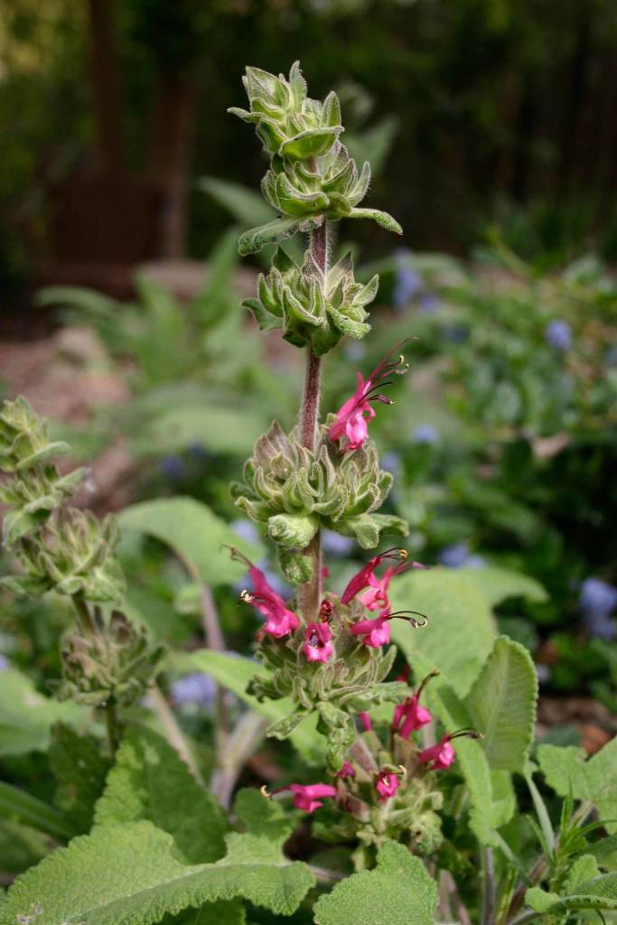 Photograph of Hummingbird Sage with magenta flowers in bloom