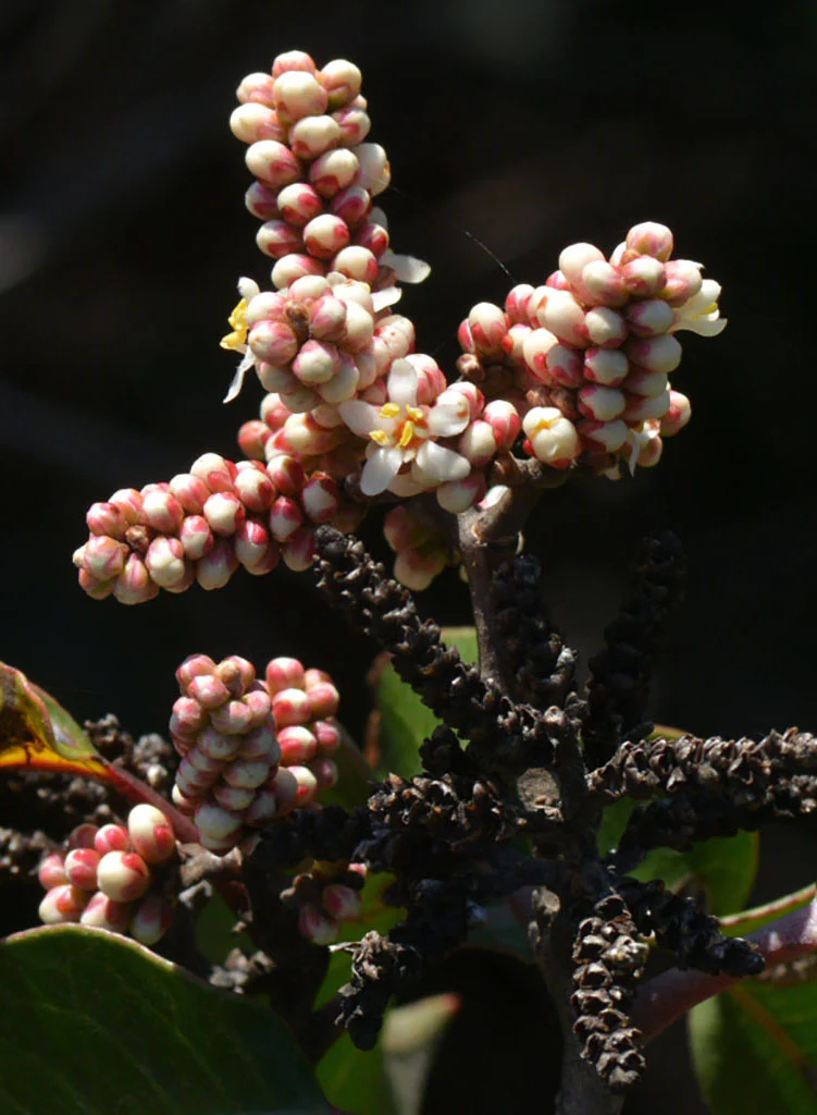 Close up photograph of round white and red flower buds